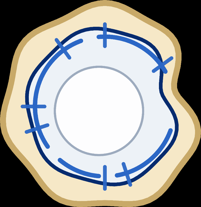Disrupted fungal cell wall