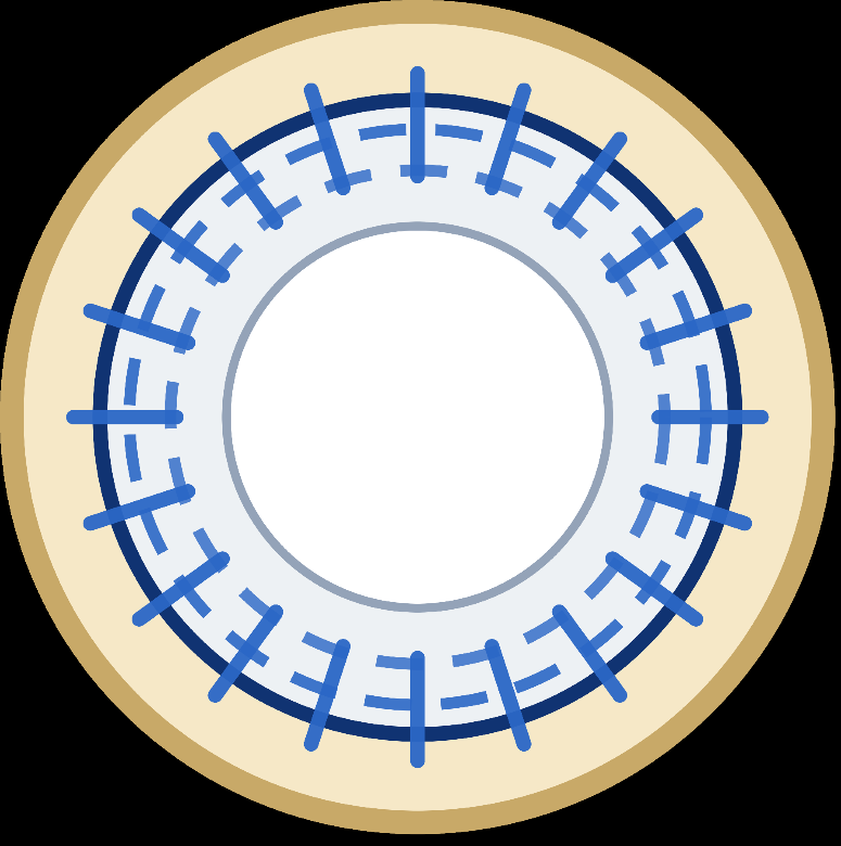 Stable fungal cell wall